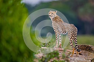 Stunning creatures, the cheetah of Kenya