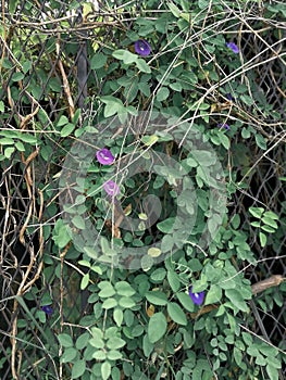 Stunning creeper Ipomoea purpurea, common morning-glory, tall morning-glory, on a old rusty fence