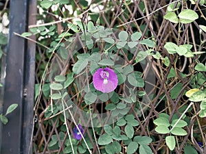 Stunning creeper Ipomoea purpurea, common morning-glory, tall morning-glory, on a old rusty fence