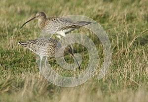 Stunning Curlews, Numenius arquata, feeding in marshland in the UK.