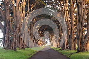 Stunning Cypress Tree Tunnel at Point Reyes National Seashore, California, United States. Fairytale trees in the beautiful day