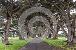 Stunning Cypress Tree Tunnel at Point Reyes National Seashore, California, United States. Fairytale trees in the beautiful day