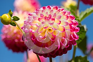 Dahlia flowers by the name Hapet Daydream, photographed with a macro len at RHS Wisey garden, Surrey, UK photo