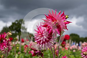 Stunning dahlias, photographed in a garden near St Albans, Hertfordshire, UK in late summer on a cloudy day.