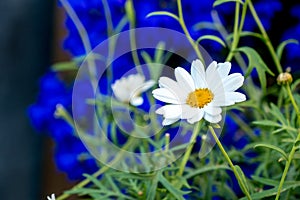 Daisy flower daisies flowers white on blue background