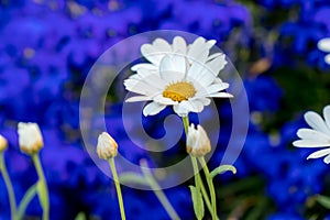 Daisy flower daisies flowers white on blue background