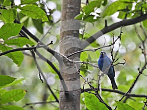 Stunning Dark Blue Indigo Bunting Bird Perched on Tree Branch with Green Forest