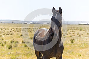 Stunning Dark Horse Standing In An Open Field Looking Directly At Camera