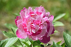 Stunning Dark Pink Peony Blossom Blooming and Flowering