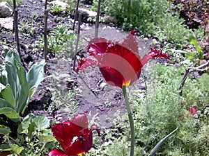 Stunning dark red tulip blooming in the spring garden