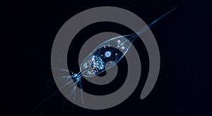 Stunning darkfield micrograph of a planktonic protist