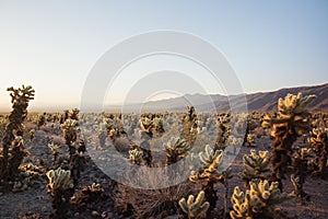 Stunning desert landscape view of Joshua Tree National Park in southern California at sunset