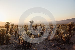 Stunning desert landscape view of Joshua Tree National Park in southern California at sunset