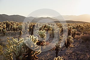 Stunning desert landscape view of Joshua Tree National Park in southern California at sunset