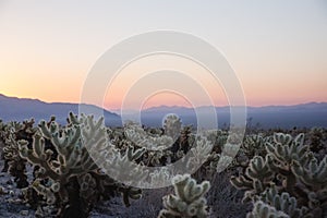 Stunning desert landscape view of Joshua Tree National Park in southern California at sunset