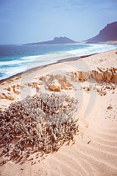 Stunning desolate landscape of sand dunes and desert plants in front of ocean waves on Baia Das Gatas in background