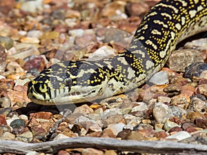 Diamondback Carpet Python in NSW Australia