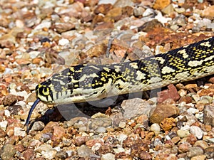 Diamondback Carpet Python in NSW Australia
