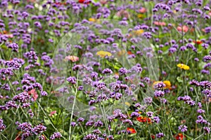 Argentinian vervain (Verbena bonariensis) with Zinnia elegans blossoms photo