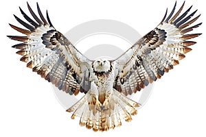 Majestic Eagle in Flight with Outstretched Wings on a White Background Generative AI