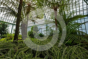 Stunning displays of palms in the Palm Pavilion at the The Royal Greenhouses at Laeken, Brussels Belgium