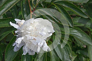 Stunning double white peonies with birdlike petals.