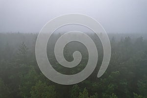 A stunning drone photo of a summer forest shrouded in thick fog. The mist creates a serene and tranquil setting, with an