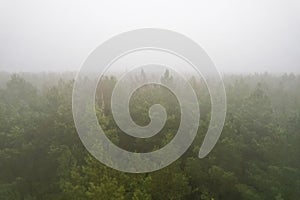 A stunning drone photo of a summer forest shrouded in thick fog. The mist creates a serene and tranquil setting, with an