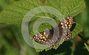A stunning Duke of Burgundy Butterfly Hamearis lucina perching on a leaf with its wings open.