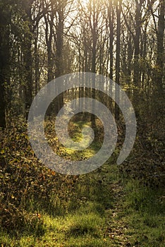 Stunning early morning forest landscape in Spring with sunlight