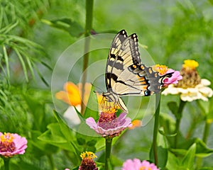 Stunning Eastern tiger swallowtail butterfly perched atop a vibrant pink flowe