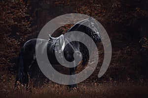 Stunning elegant sport dressage friesian stallion horse with long mane and tail standing on ground in forest