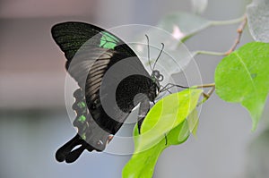 Stunning Emerald Swallowtail