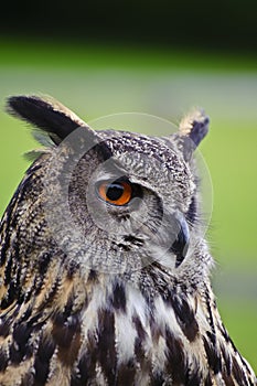 Stunning European eagle owl bubo bubo