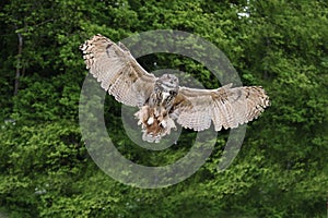 Stunning European eagle owl in flight