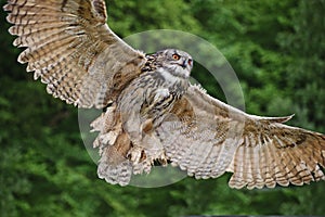 Stunning European eagle owl in flight