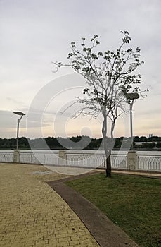 Stunning everning  viewing  at lakeside recreation park with tree silhouette photo