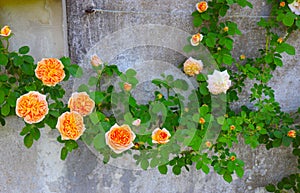 Stunning Fancy Orange Climbing Roses Attach to Historic Wall