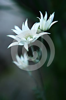 Stunning Flannel Flower native to Australia