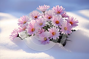 Stunning Flowers Covered in a Blanket of Snow, Winter Blossoms in the Snowy Landscape