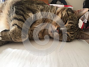Stunning Fluffy Male Diabetic Senior Cat Model Resting
