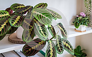 Stunning foliage of a maranta leuconeura var. erythroneura fascinator tricolor on a shelf.