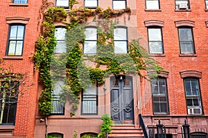 Stunning front entrance of brick apartment building covered in green vines in Greenwich Village New York City
