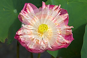 A stunning, fully opened pink lotus, with inner yellow pod exposed, in a thick lotus pond.