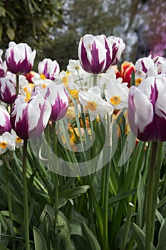 Stunning garden of white and deep purple tulips interspersed with narcissistic