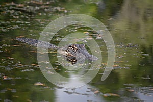 Stunning Gator with a Reflection of His Face in the Water