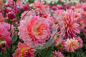 Stunning giant Kens Rarity dahlias, photographed in a garden near St Albans, Hertfordshire, UK in late summer on a cloudy day.