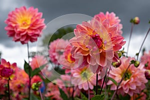 Stunning giant Kens Rarity dahlias, photographed in a garden near St Albans, Hertfordshire, UK in late summer on a cloudy day.