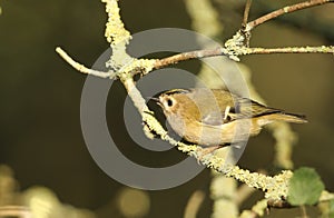 A stunning Goldcrest bird Regulus regulus perched on a branch searching for insects to eat.