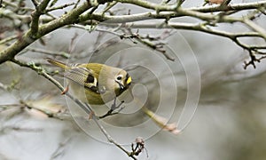 A stunning Goldcrest bird Regulus regulus perched on a branch searching for insects to eat.
